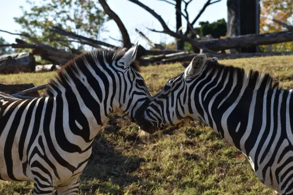 Casinia Casino Kundeservice